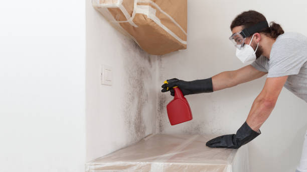 Professional Attic Mold Removal technician working in East Jordan, MI