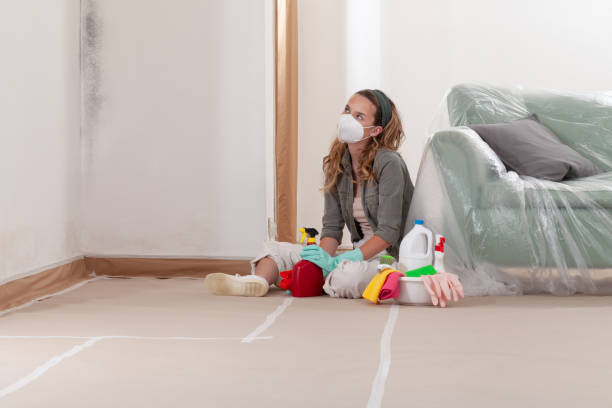 Reliable Mold Cleanup contractor in East Jordan, MI by Cheap Mold Removal